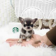 I have to let them go because of my. Cheeta Blue Micro Chihuahua