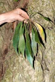 Image result for Antrophyum