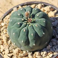 Cultivating Peyote From Seeds And Cuttings « The Peyote Way Church Of God