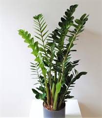 Roots on my zz raven stem cutting after nearly 12 months: Zz Plant Growth Rate And How To Make It Grow Faster Smart Garden Guide