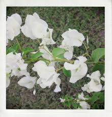 Untitled Bougainvillier Jardins Paysage