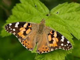 We did not find results for: Painted Lady Butterfly Identification Facts Lifespan Pictures