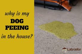 Maybe you would like to learn more about one of these? Why Is My Dog Peeing In The House What Should I Do Labradortraininghq