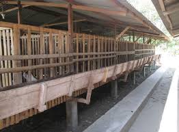 Kandang kambing dari bambu sendiri dipilih dari bambu yang keras dan tua. 14 Gambar Desain Kandang Kambing Bambu Panggung Madani Farm Jogja