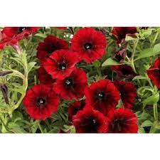 Proven Winners 4 Pack 4 25 In Grande Supertunia Black Cherry Petunia Live Plant Dark Red Flowers Supprw1407524 The Home Depot Red Flowers Petunias Live Plants