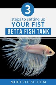 Paradise fish initially appeal to people because of their red and blue stripes, but upon further research people are put off by their aggressive behaviors. Beginners Guide How To Set Up A Betta Fish Tank Infographic Included