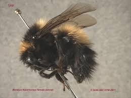 Image result for Bombus polaris