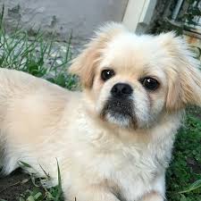 Puppy Puppies Pekines Pekineselove Kusadasi Alfa Tg Kopek Egitim Servisi Facebook