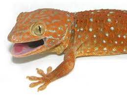 Super-red-tokays Gecko Nerd Reptiles