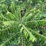 Image result for Clausena anisata