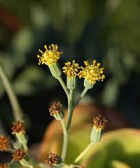 Image result for Senecio luembensis