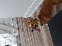 Does pet depot sell animals. Ren S Pets Reviews 12 Reviews Of Renspets Com Sitejabber
