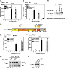 However, intrinsic mavs signaling was dispensable for treg proliferation and suppressive capacity. Mavs Recruits Multiple Ubiquitin E3 Ligases To Activate Antiviral Signaling Cascades Elife