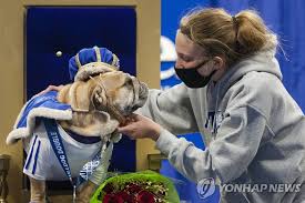 강아지와 고양이와 관련된 엉망진창의 제품과 광고를 보면 화가 나는 사람입니다. ì˜¬í•´ì˜ ì•„ë¦„ë‹¤ìš´ ë¶ˆë„ê·¸ ë¯¸êµ­ ì•„ì´ì˜¤ì™€ì£¼ 2021 ë·°í‹° ë¶ˆë„ê·¸ ì„ ë°œëŒ€íšŒ ì—°í•©ë‰´ìŠ¤