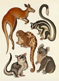 Museo De Animales Sobre Papel In 2020 Animal Illustration Scientific Illustration Animal Drawings