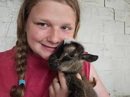 Where are the baby goats from at the Madeira feast in New Bedford?