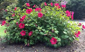 Free shipping on qualified orders. How To Grow The Striking Hibiscus In Your Garden