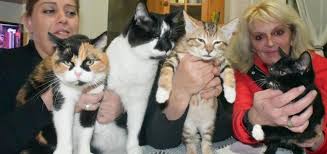 203 ancienne carraire des troupeaux d'arles prolongée. Gravelines Le Quartier Des Chats Malades Et Non Sterilises