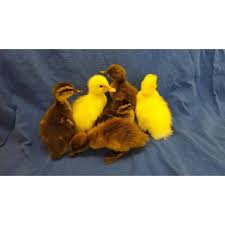 The named insured must match the registered owner. Cackle Hatchery Assorted Ducks Straight Run Male And Female 1213 Blain S Farm Fleet