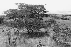 Image result for Aeschynomene pawekiae