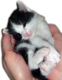 Auch in den instagram stories. Wissenswertes Uber Babykatzen