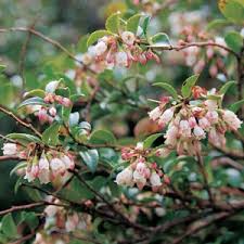 Evergreen huckleberry occurs as an understory shrub in mixed and low elevation forests. Evergreen Huckleberry Available At One Green World