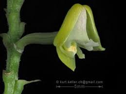 Image result for Polystachya adansoniae