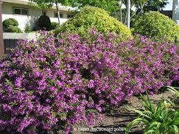 Image result for Polygala stenopetala