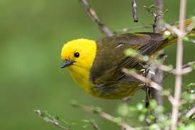 Birds That Cannot Fly With Their Names Yellowhead New Zealand Bird Species Wild Birds Pet Birds