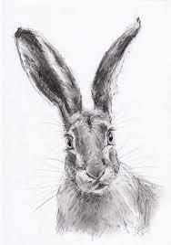 Original A4 Pencil Drawing Of A Hare By Animal Artist Belinda Elliott Monochrome Art Bunny Sketches Drawings