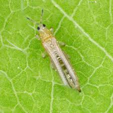 Image result for Onion Thrips