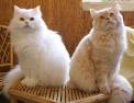 Persian Kittens For Sale by Reputable Breeders | Pets4You
