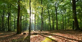 Resultado de imagen para REFORESTACION