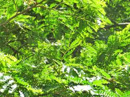 Image result for Albizia adianthifolia