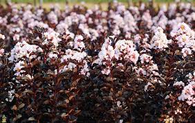 Compare prices & read reviews. Blush Black Diamond Crape Myrtle For Sale Online The Tree Center