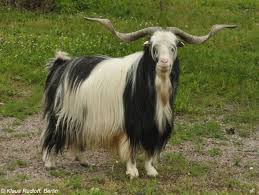 Image Capra Aegagrus Hircus Bulgarian Long Hair Bulgarian Long Hair Goat Goats Pet Birds Ibex Goat
