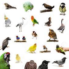 Boards are the best place to save images and video clips. Group Of Birds On The White Background Stock Photo Picture And Royalty Free Image Image 19360478