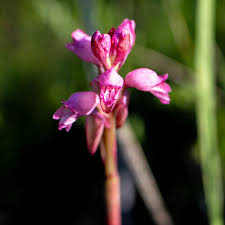 Image result for Satyrium flavum