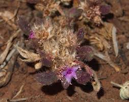 Image result for Trianthema triquetrum