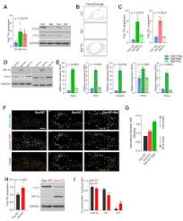 Lysosomes also known as suicidal bags are responsible for cell death or phagocytosis in certain conditions. Impaired Lysosomal Acidification Triggers Iron Deficiency And Inflammation In Vivo Elife