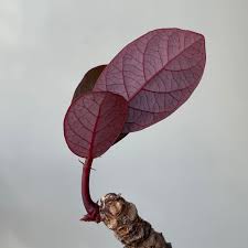 Image result for Phyllanthus mendesii