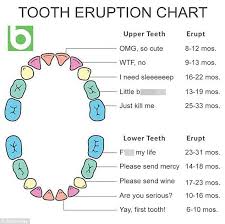 parents share a hilarious baby teething chart teeth