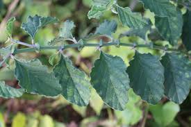 Image result for Crotalaria verrucosa