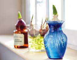 Best flower bulbs to grow indoors. How To Force Bulbs Indoors Garden Gate
