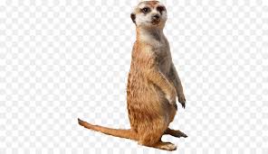 No physical print included after purchasing the item you will be able to instantly download your files. Vergleichen Sie Die Erdmannchen Kalahari Wuste Tier Smiley Andere Png Herunterladen 512 512 Kostenlos Transparent Tierwelt Png Herunterladen