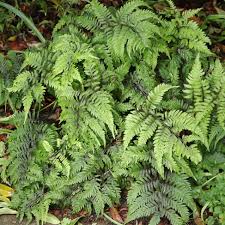 Image result for Blechnum tabulare