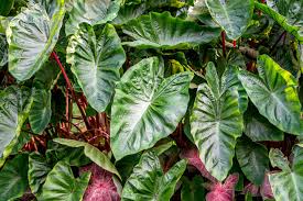 Check spelling or type a new query. Plants That Can Cause Skin Irritations