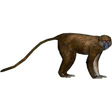 Just like the talapoin monkey, this is one of the old world monkeys. Allen S Swamp Monkey Dutchdesigns Zt2 Download Library Wiki Fandom