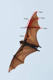 It sometimes drops from bats. Elbow Spikes On A Creature S Wing Worldbuilding Stack Exchange