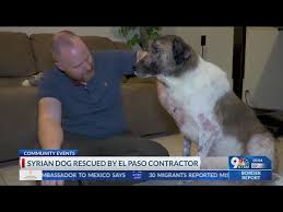 El Paso military contractor rescues overseas dogs